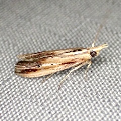 Ancylostomia stercorea