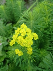Euphorbia