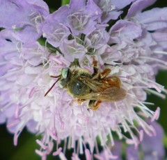 Epeoloides coecutiens