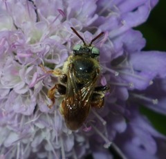Epeoloides coecutiens