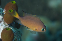 Pycnochromis atripes