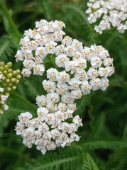 Achillea millefolium