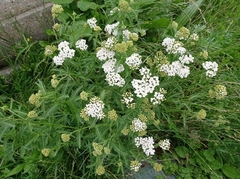 Achillea millefolium
