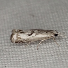 Microcrambus kimballi