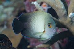 Pearl-Scaled Angelfish photo 3