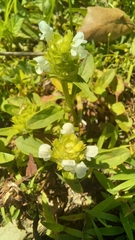 Prunella vulgaris vulgaris