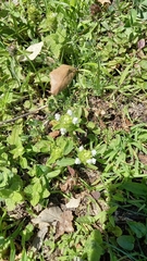 Prunella vulgaris vulgaris