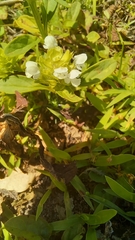 Prunella vulgaris vulgaris