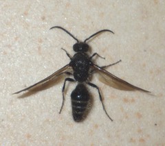Mutillinae