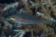 Stethojulis bandanensis
