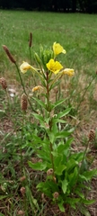Oenothera rubricaulis