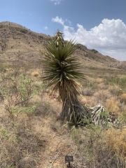 Yucca torreyi