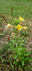 Oenothera rubricaulis