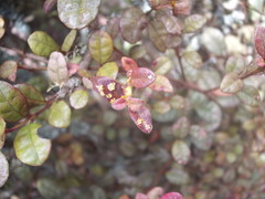 Austropuccinia psidii image
