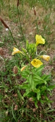 Oenothera rubricaulis