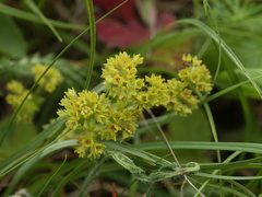Alchemilla glaucescens