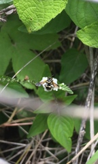 Hypanthidium yucatanicum