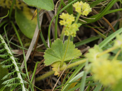 Alchemilla glaucescens