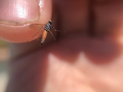 Lysilinga aurantiaca