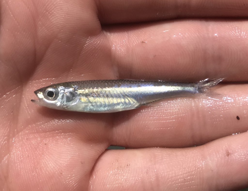 Texas shiner (Notropis amabilis) — Cyprinidae
