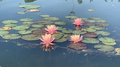Nymphaea