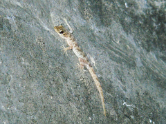 Altiphylax stoliczkai