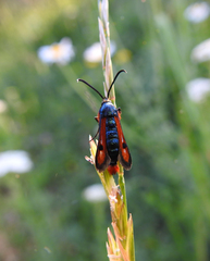 Chamaesphecia chalciformis