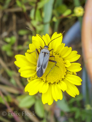 Calocoris nemoralis