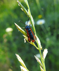 Chamaesphecia chalciformis