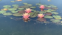 Nymphaea