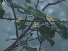 Cercocarpus macrophyllus