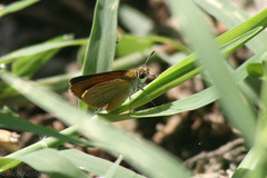 Ancyloxypha numitor