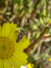 Calocoris roseomaculatus