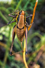 Eupholidoptera smyrnensis