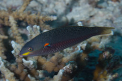Stethojulis bandanensis