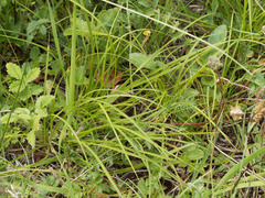 Carex montana
