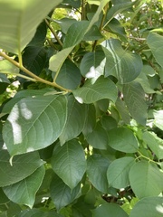Prunus virginiana