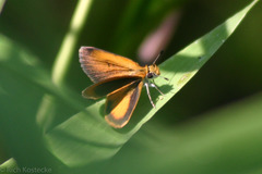 Ancyloxypha numitor