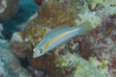 Halichoeres scapularis