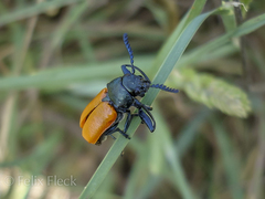 Labidostomis taxicornis