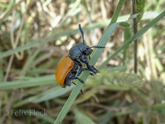 Labidostomis taxicornis