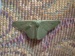 Phaiogramma faustinata