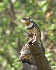 Hypnelus ruficollis