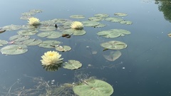 Nymphaea
