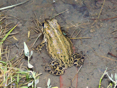 Bufotes latastii