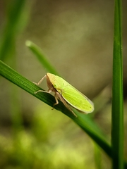 Draeculacephala constricta