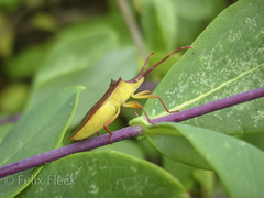 Gonocerus insidiator