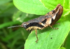Eujivarus meridionalis