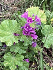 Malva sylvestris