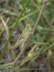 Chorthippus apicalis